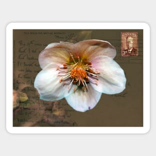 Helleborus on Vintage Postcard Sticker